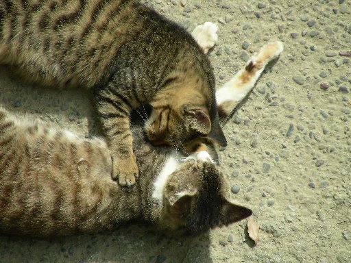 ���V���Œ��Q