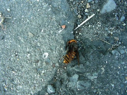 �N�͉z���Ȃ�