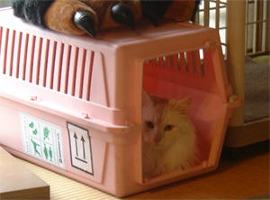 いいんだいいんだ、ぼくなんて・・・じとーっ・・・