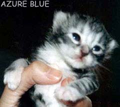 �m���̋P���H�i�΁j