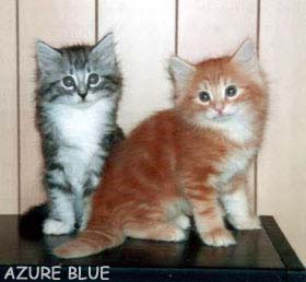 �O�b�h�R���g���X�g�I