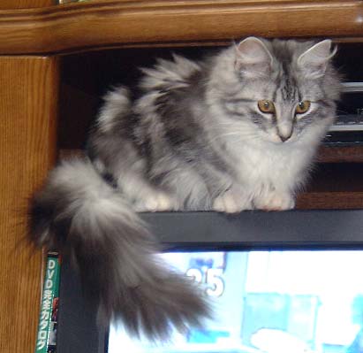 �e���r�̏�͂������������