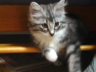 �ւ�Ȕ������݂����Ȃ̂����邵�A���킢�悤�B�т��т��B