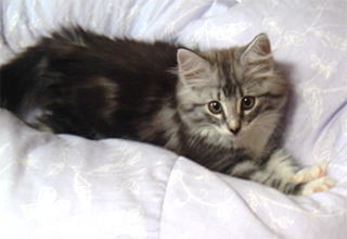 ���߂�ڐ��Ȃ́B