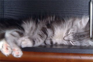 �ً}�񌾁E�L�̎��[���l����B