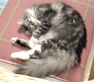 ���[�s�B