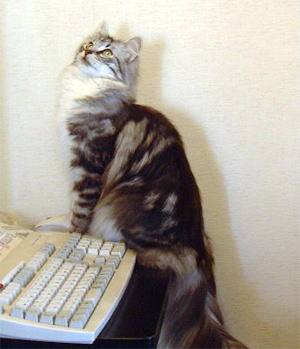 �ȁA�Ȃɂ݂Ă�́H�Ȃ񂩂���H�i���j