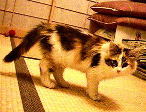 かめら目線なの。