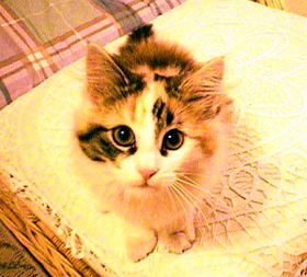 それなぁに?でじかめ??なんでくるったようにそれ持ってわたしをねらってるの??