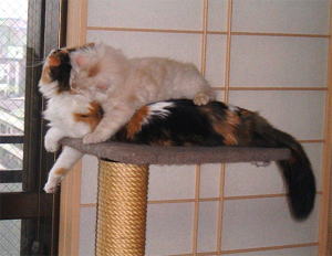 がぶーりがぶがぶ。「・・・・・・」