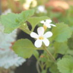 �K�[�f�j���O�y�[�W����I