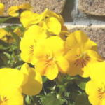 �K�[�f�j���O�y�[�W����I