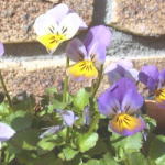 ����y�[�W����I