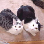 �ɂ�񂱃y�[�W����I