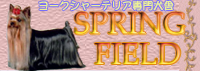 看板犬ミスティのお里、スプリングフィールド