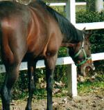 サイレントハンター