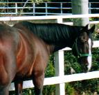 サイレントハンター