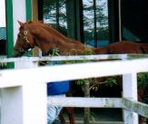 ���C�����X�L�[