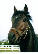 �q�V�A�P�{�m