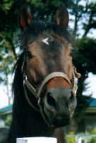 �q�V�A�P�{�m