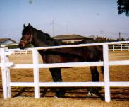 �q�V�A�P�{�m