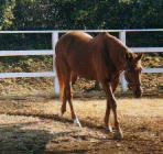 ���C�����X�L�[