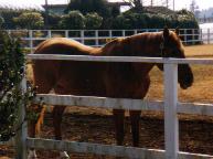 ���C�����X�L�[