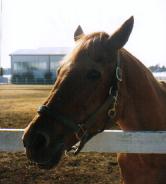 ���C�����X�L�[