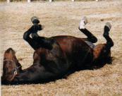 �����уA�P�{�m�R