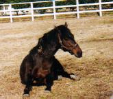 �����уA�P�{�m�S