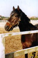 �q�V�A�P�{�m