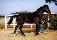 �q�V�A�P�{�m