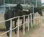 �V�c�q��̔n�B�P