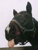 ����o���~�i���g�}���m�X