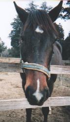 �~�i���g�}���m�X