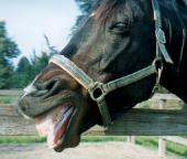 �~�i���g�}���m�X