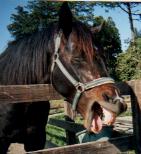 �~�i���g�}���m�X