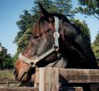 ミナモトマリノス