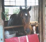 �}�L�o�O���C�X�Ƃ��삿���