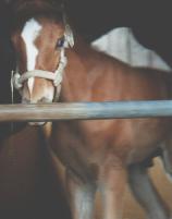 �}�L�o�g�p�[�Y�̖V�����