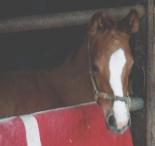 �}�L�o�O���C�X�̂��삿���