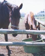 ���̂ݏ�̐e�q