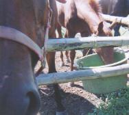 ���@���΂߂ȕ�E�E�E����܂���ł����B