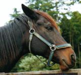 ミナモトマリノス