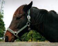 ミナモトマリノス