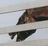 �傠���уC�V�m�T���f�[