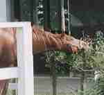 �C�V�m�T���f�[���̂P