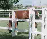 �C�V�m�T���f�[�Q