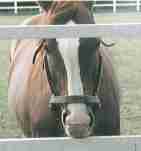 �C�V�m�T���f�[