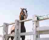 �C�V�m�T���f�[